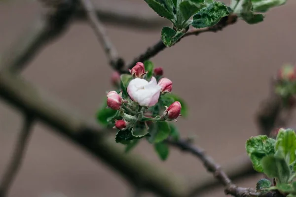 Яблоня Яблоня — стоковое фото