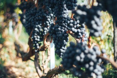 Üzüm bağı ve üzüm bağları