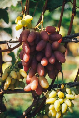 Üzüm bağı ve üzüm bağları