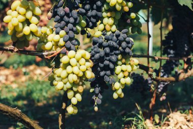 Üzüm bağı ve üzüm bağları