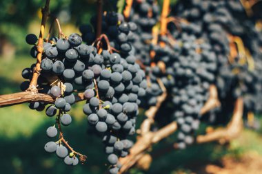 Üzüm bağı ve üzüm bağları