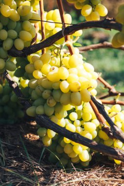 Üzüm bağı ve üzüm bağları