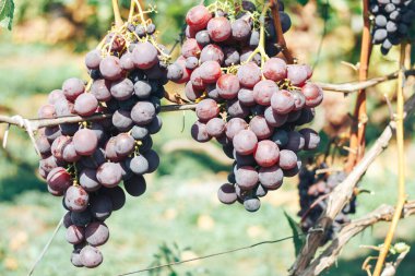 Üzüm bağı ve üzüm bağları