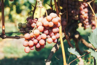 Üzüm bağı ve üzüm bağları