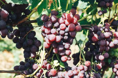 Üzüm bağı ve üzüm bağları