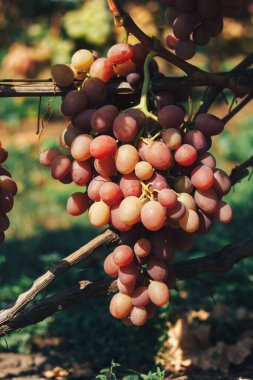Üzüm bağı ve üzüm bağları