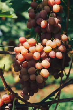 Üzüm bağı ve üzüm bağları
