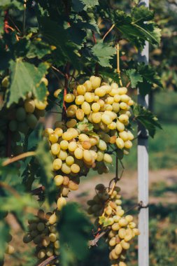 Üzüm bağı ve üzüm bağları