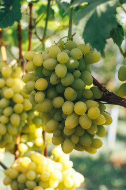 Üzüm bağı ve üzüm bağları