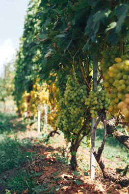 Üzüm bağı ve üzüm bağları