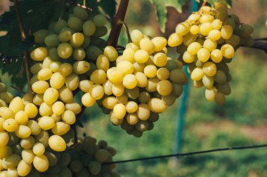 Üzüm bağı ve üzüm bağları