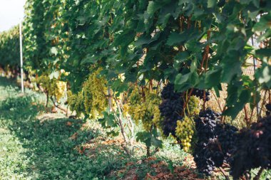 Üzüm bağı ve üzüm bağları