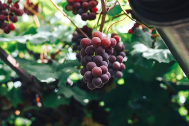 Üzüm bağı ve üzüm bağları