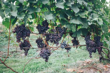 Üzüm bağı ve üzüm bağları