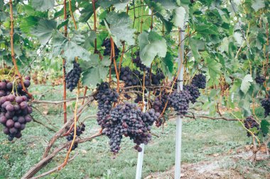 Üzüm bağı ve üzüm bağları