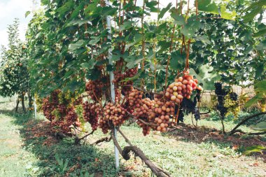 Üzüm bağı ve üzüm bağları