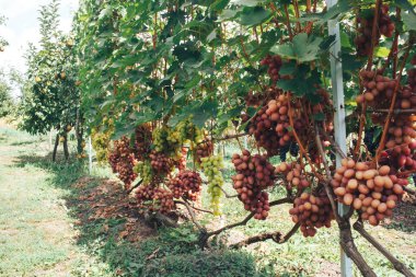 Üzüm bağı ve üzüm bağları