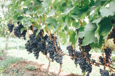 Üzüm bağı ve üzüm bağları