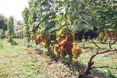 Üzüm bağı ve üzüm bağları
