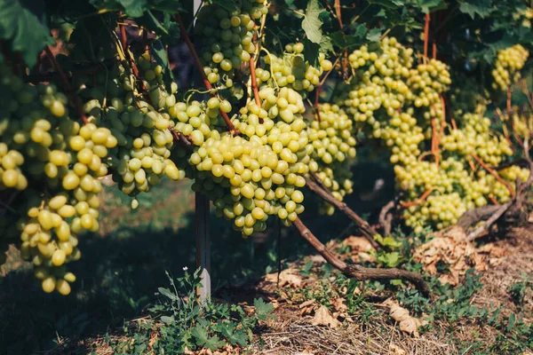 Vigneti Grappoli Uva — Foto Stock