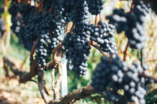 Racimos Viñedos Uvas —  Fotos de Stock