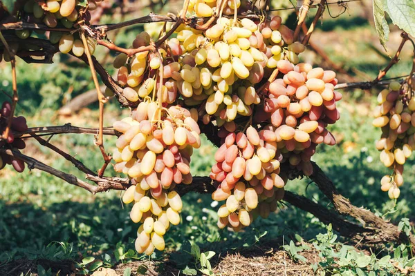 Racimos Viñedos Uvas —  Fotos de Stock