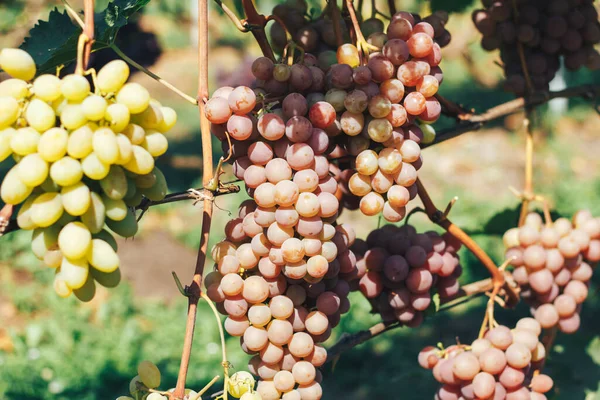 Racimos Viñedos Uvas —  Fotos de Stock