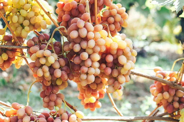 Weinberg Und Trauben — Stockfoto