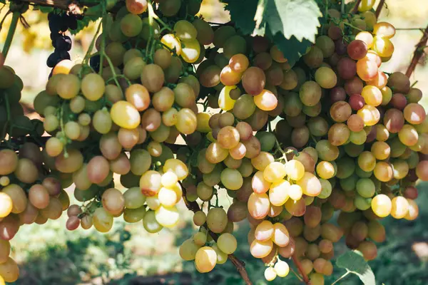 Vinhas Cachos Uvas — Fotografia de Stock