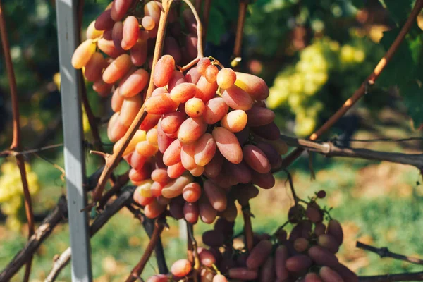 Racimos Viñedos Uvas —  Fotos de Stock