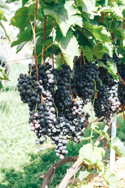 Vinhas Cachos Uvas — Fotografia de Stock