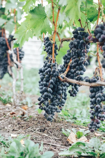 Vinhas Cachos Uvas — Fotografia de Stock