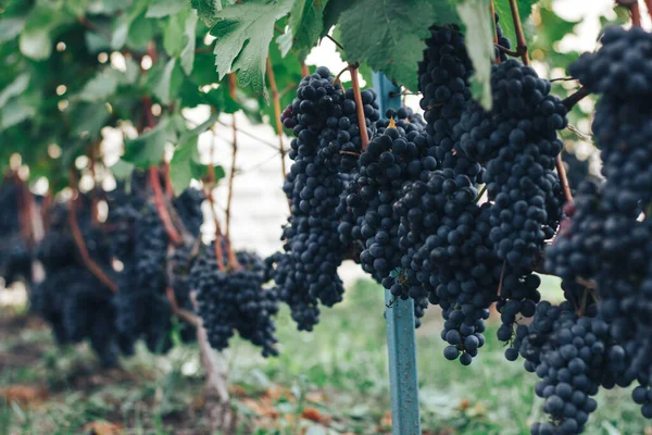 Vinhas Cachos Uvas — Fotografia de Stock