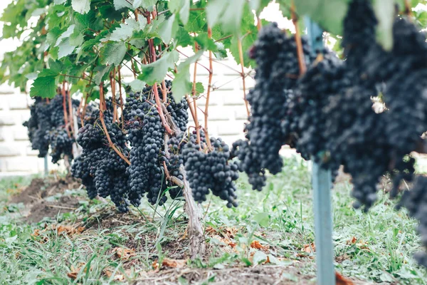 Vinhas Cachos Uvas — Fotografia de Stock