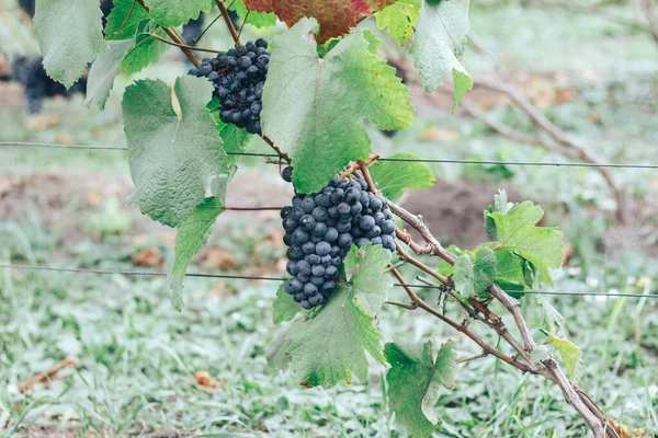 Vinhas Cachos Uvas — Fotografia de Stock