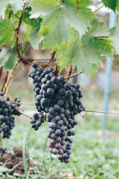 Racimos Viñedos Uvas — Foto de Stock