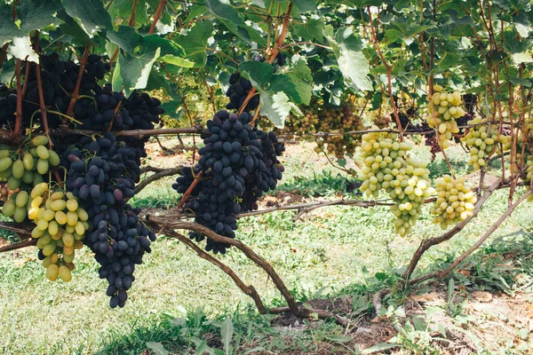 Vinhas Cachos Uvas — Fotografia de Stock