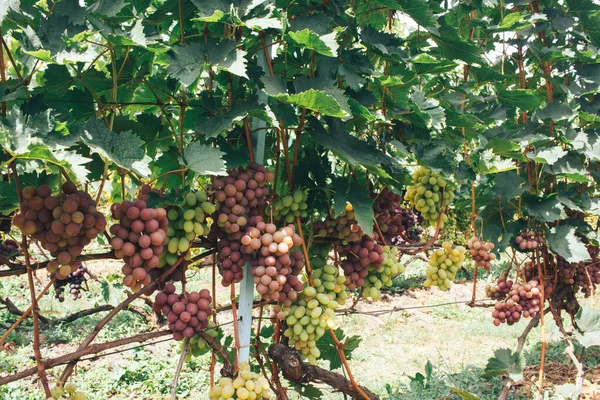 Vinhas Cachos Uvas — Fotografia de Stock