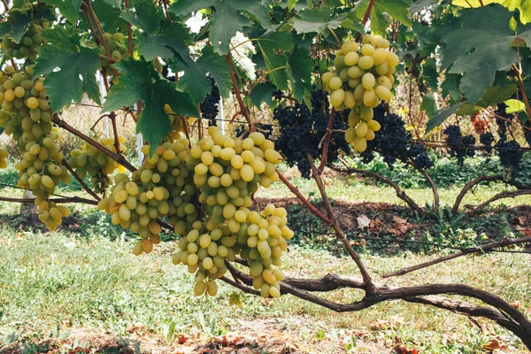 Vignoble Grappes Raisin — Photo