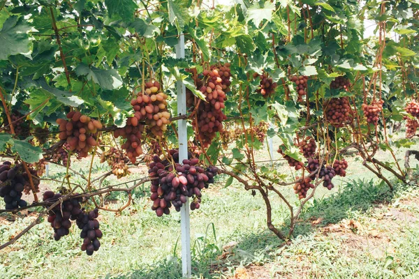 Vinhas Cachos Uvas — Fotografia de Stock