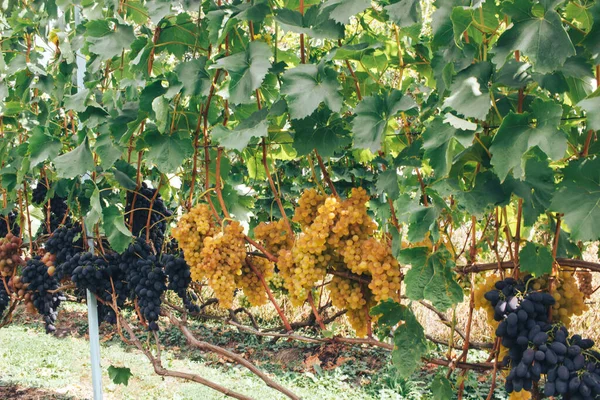 Racimos Viñedos Uvas — Foto de Stock