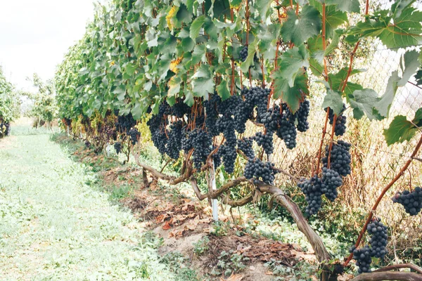 Vinhas Cachos Uvas — Fotografia de Stock