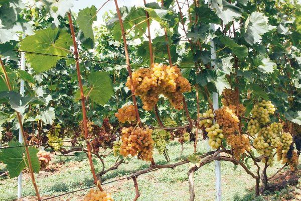 Vinhas Cachos Uvas — Fotografia de Stock