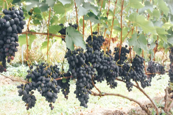 Wijngaarden Trossen Druiven — Stockfoto