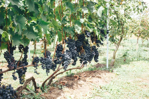 Vinhas Cachos Uvas — Fotografia de Stock