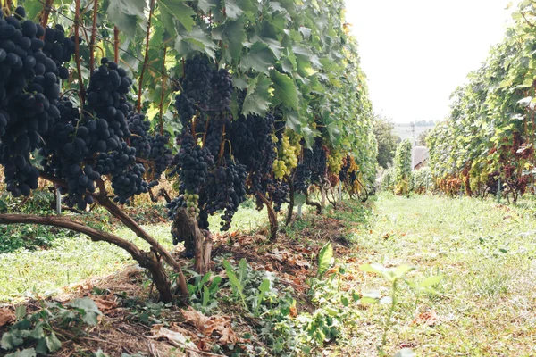 Vinhas Cachos Uvas — Fotografia de Stock