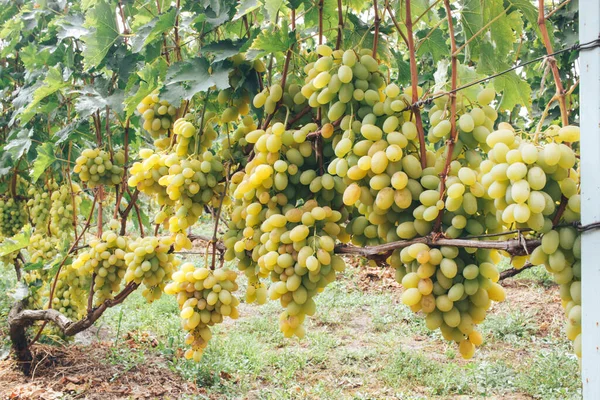 Vineyard Grape Bunches — Stock Photo, Image