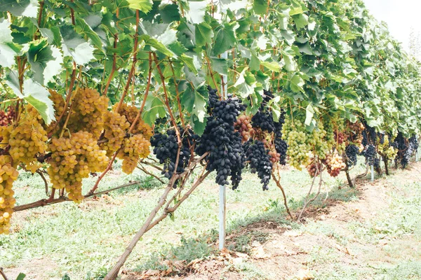 Vinhas Cachos Uvas Imagem De Stock