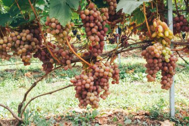 Üzüm bağı ve üzüm bağları 