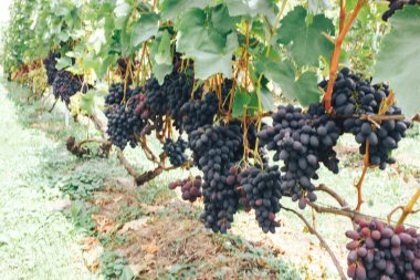 Üzüm bağı ve üzüm bağları 